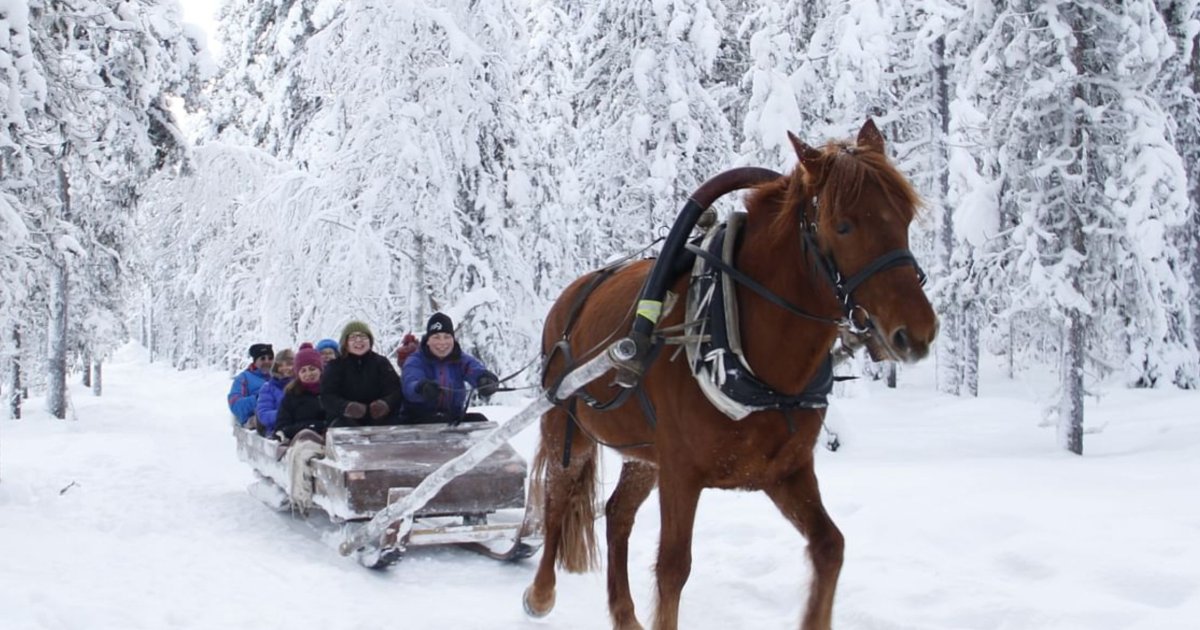 Northern Lights Horse Sleigh Ride in Levi / Authentic Scandinavia