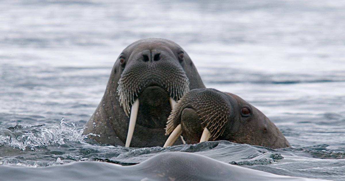 longyearbyen walrus tour