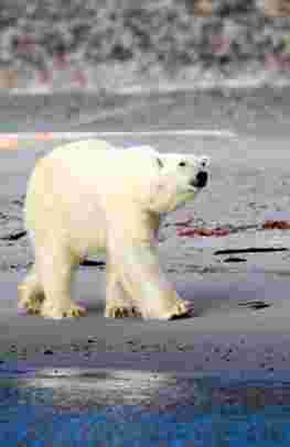 svalbard spitzbergen scandinavia seereise expeditions longyearbyen